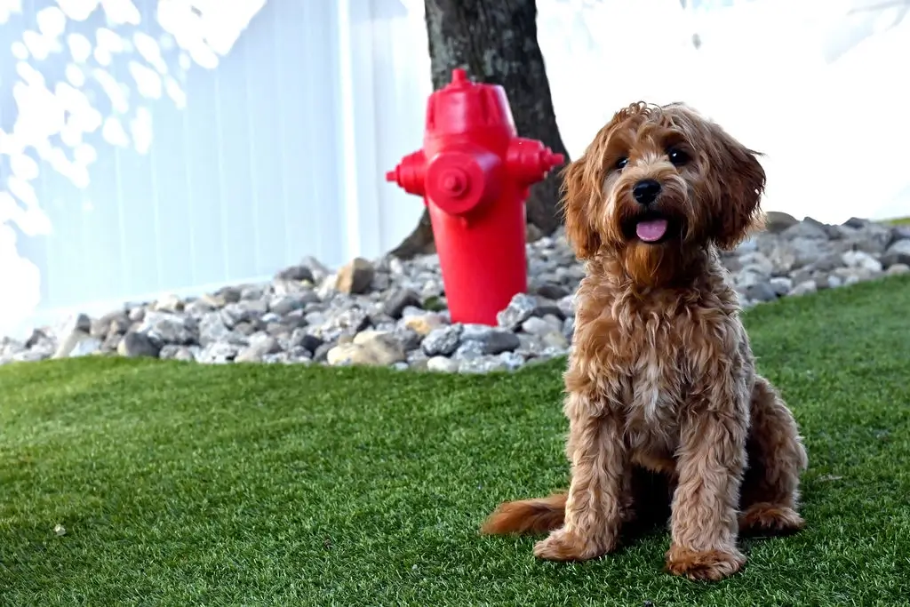 Pampered Pets Orientation