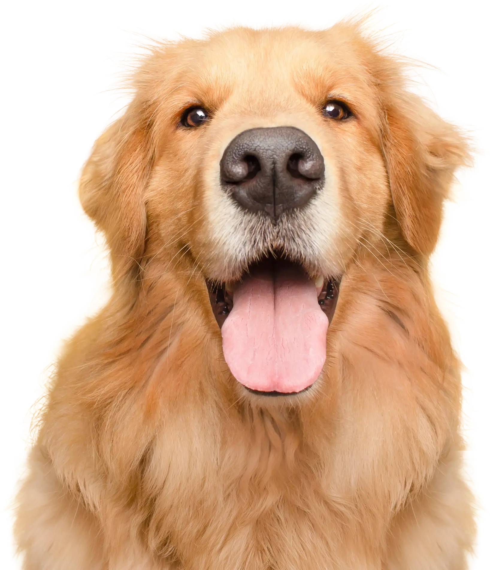 Golden retriever dog close up